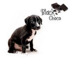 Chickoo,,chocolate, ginger and pepper