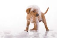 How to Select the Right Dog Shampoo
