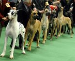 Dog Shows - Concept and History