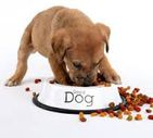 Dog Feeding FAQs