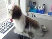 Grooming Needs of a Lhasa Apso