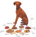Large Breed dogs-Understand their Calcium needs