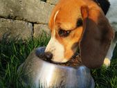 Feeding soya bean nuggets to dogs