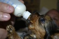 Feeding milk to Dogs
