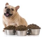 Tips for selecting Dog Food