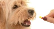 Importance Of Deworming In Pets & Related Medicines