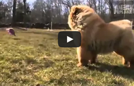 Know Your Breed- Chow Chow [Video] 