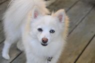Difference between Spitz and Pomeranian - An Insight