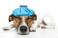 Kennel Cough - Causes, Symptoms and Treatment