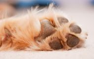 Caring for Your Dogs Paws