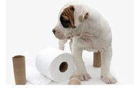 How To Potty Train A Puppy in An Apartment
