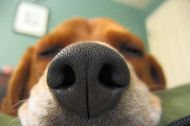Dogs Sense (II): Nose-  An Insight Into A Dogs Olfactory Senses