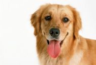 Dog Senses (IV) Tongue: An Account into Dogs Taste Buds