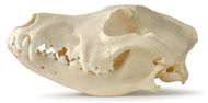 It's all in the head - A detailed insight into Dog Skulls
