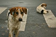 A guide to prevention of cruelty to animals & pets - Part 2