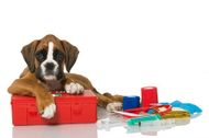 Are you prepared for a pet emergency? First Aid checklist