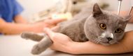 Feline Diabetes - Causes, Symptoms and Treatment