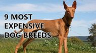 9 most expensive dog breeds in the world