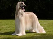 20 dog breeds with runway perfect hair
