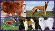 11 dog breeds that are truly the gentle giants