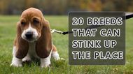 20 Breeds that can stink up the place
