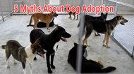 5 Myths About Dog Adoption