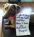 10 DOGS THE WORLD IS ASHAMED OF