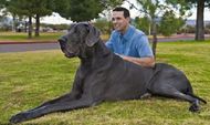 7 DOG BREEDS THAT ARE TOTAL GENTLE GIANTS