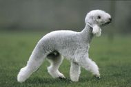 7 MOST UNUSUAL DOG BREEDS