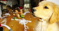 6 Easy Steps How To Teach Your Dog To Stay Home Alone!