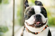 5 human emotions that dogs can express