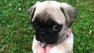 12 Reasons Why You Should NEVER EVER Own A PUG!