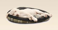 Why Is It Necessary For Your Pooch To Have His Own Bed?