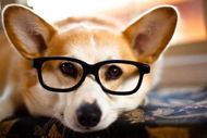 11 Weird Facts About Dogs