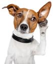 4 EASY WAYS TO MAKE YOUR DOG LISTEN