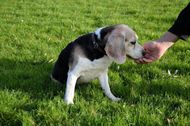 7 quick tricks to teach your dog to fetch