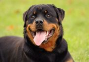 BUSTED: 5 VICIOUS MYTHS ABOUT THE GENTLE ROTTWEILER
