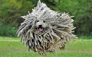 5 funniest looking dog breeds in the world