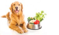6 best fruits and veggies for your dog
