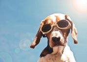 5 summer essentials for your dog