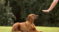 5 essential commands your dog must know
