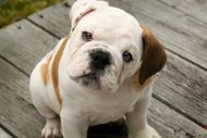 7 facts that would make you hate bulldogs