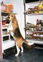 Here's All That You Need To Know About Dog Nutrition