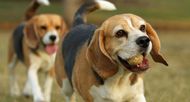 7 Reasons Why You Should Not Adopt A Beagle
