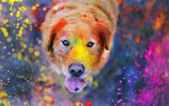 Holi Tips for Dog Owners: Celebrating the right way!