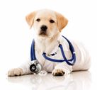 Parvo Virus- A Deady Bug In Dogs, So Don't Wait- Vaccinate 