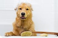 6 Easy DIY, Natural Homemade Dog Shampoo Recipes For Your Furballs 