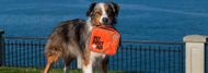 The Ultimate First Aid Kit For Your Pet, 6 Must Have Essentials 
