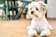 5 Lesser Known Facts About Small Dog Breeds That Every Pet Parent Must Know 