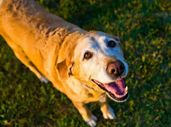 Save Your Dog From Joint Pain, Forever!